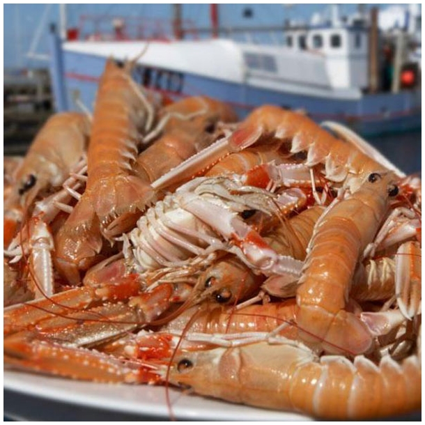 Jomfruhummer 1 kg. Skaldyr Fiskehuset Bogense